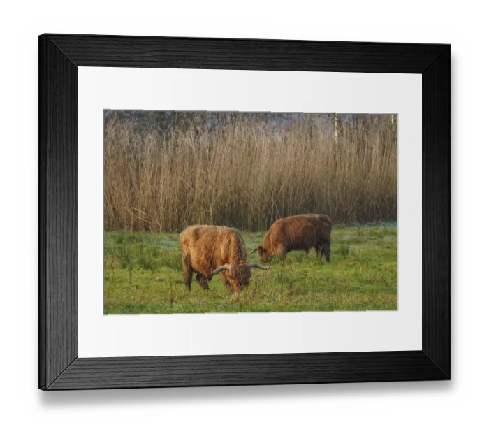 Framed Print : Two Highland cows grazing in a meadow surrounded by tall reeds