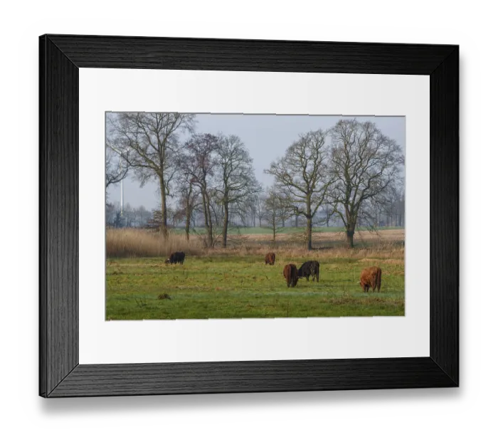 Framed Print : Several Highland cows grazing in a meadow surrounded by bare trees