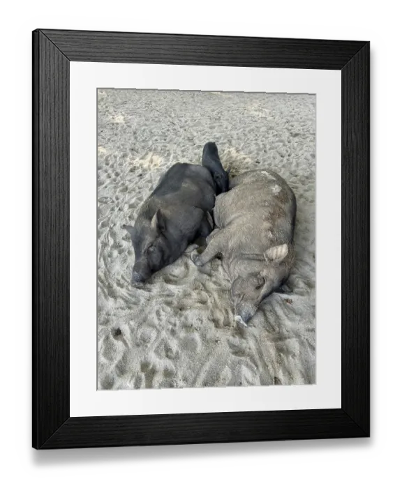 Framed Print : Two pigs lying together relaxing in the sand