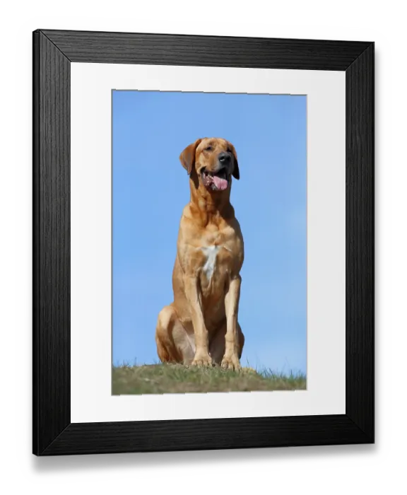 Framed Print : Danish Broholmer (Canis lupus familiaris) Adult