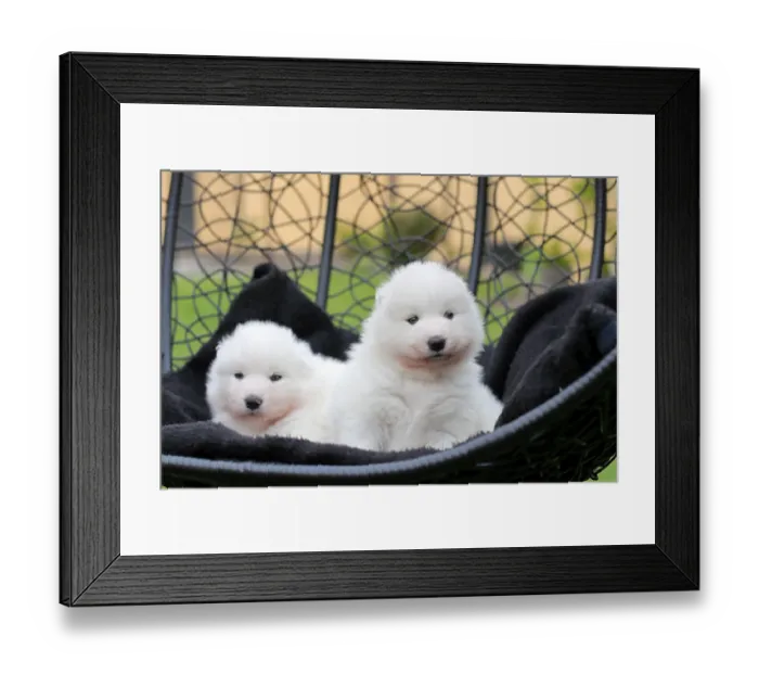 Framed Print : Samoyed Domestic dog (Canis lupus familiaris)