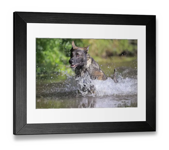 Framed Print : German shepherd domestic dog (Canis lupus familiaris)