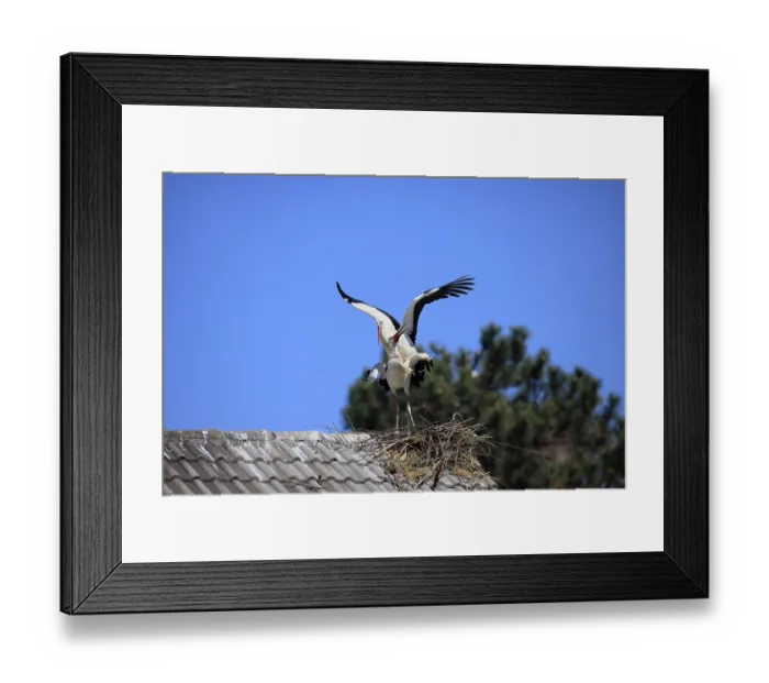 Framed Print : White stork, (Ciconia ciconia) Framed Print : White stork, (Ciconia ciconia)