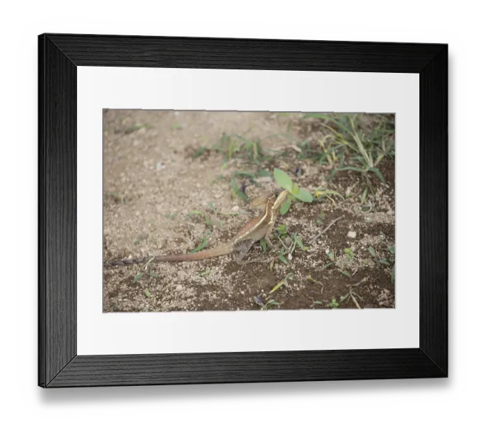 Framed Print : Striped basilisk, Basiliscus vittatus Framed Print : Striped basilisk, Basiliscus vittatus