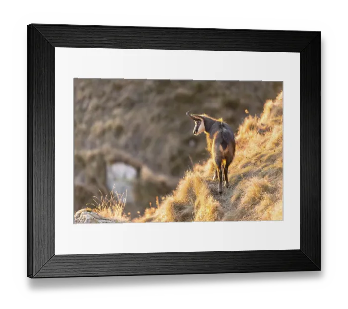 Framed Print : Chamois (Rupicapra rupicapra), chamois in the morning light