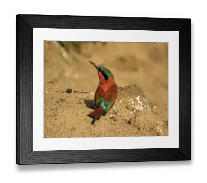 Framed Print : Southern carmine bee-eater (Merops nubicoides) Framed Print : Southern carmine bee-eater (Merops nubicoides)
