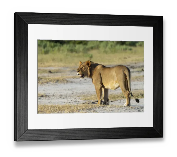 Framed Print : Lion (Panthera leo) Lion standing in a clearing Framed Print : Lion (Panthera leo) Lion standing in a clearing