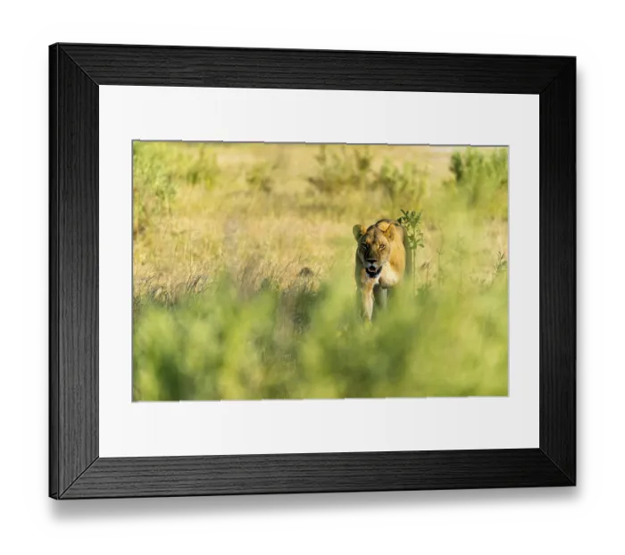 Framed Print : Lion (Panthera leo) Lioness prowling through the African bush