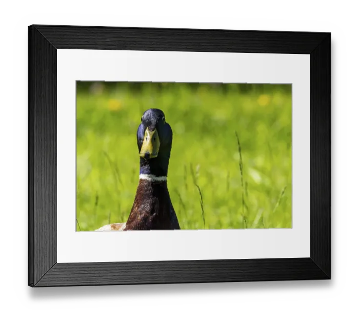 Framed Print : Portrait of a male Mallard (Anas platyrhynchos) Framed Print : Portrait of a male Mallard (Anas platyrhynchos)