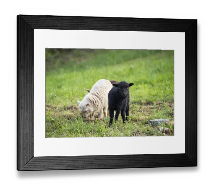 Framed Print : Three lambs are standing in a meadow