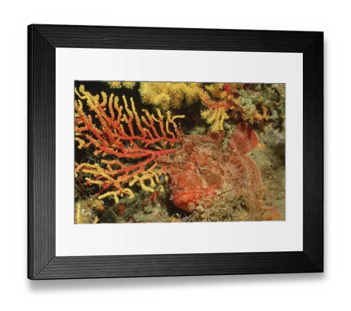 Framed Print : Large Scaled Scorpionfish, Mediterranean Sea  /  (Scorpaena scrofa)