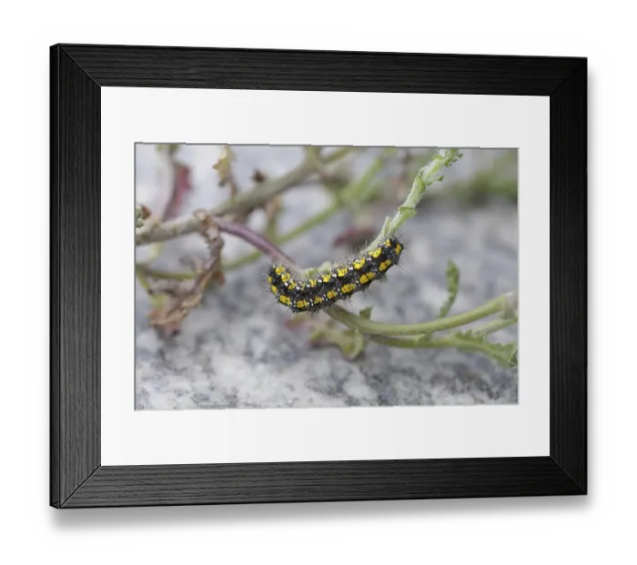Framed Print : Caterpillar of the Callimorpha dominula on leaf stalks Framed Print : Caterpillar of the Callimorpha dominula on leaf stalks