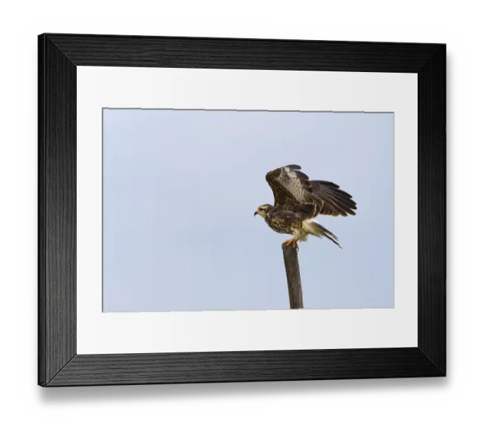 Framed Print : Snail kite (Rostrhamus sociabilis) raises wings Framed Print : Snail kite (Rostrhamus sociabilis) raises wings