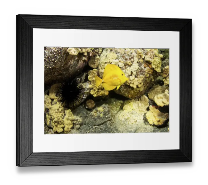 Framed Print : Yellow Sailfin Tang (Zebrasoma flavescens)