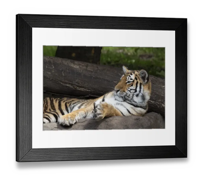 Framed Print : Siberian tiger (Panthera tigris altaica) Framed Print : Siberian tiger (Panthera tigris altaica)