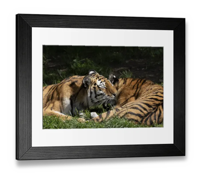 Framed Print : Siberian tigers (Panthera tigris altaica)