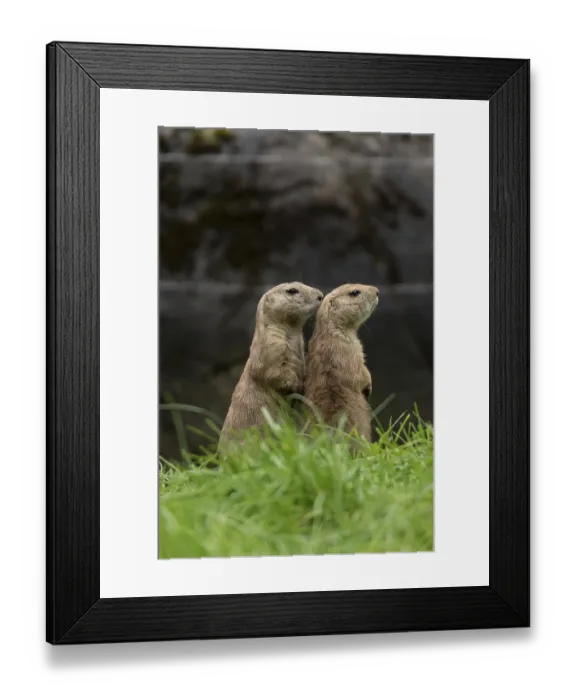 Framed Print : Black-tailed prairie dogs (Cynomys ludovicianus)