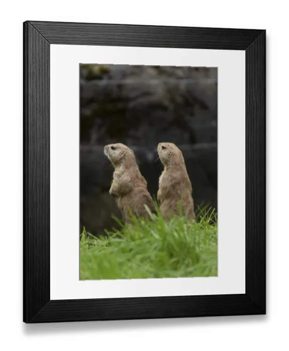 Framed Print : Black-tailed prairie dogs (Cynomys ludovicianus)