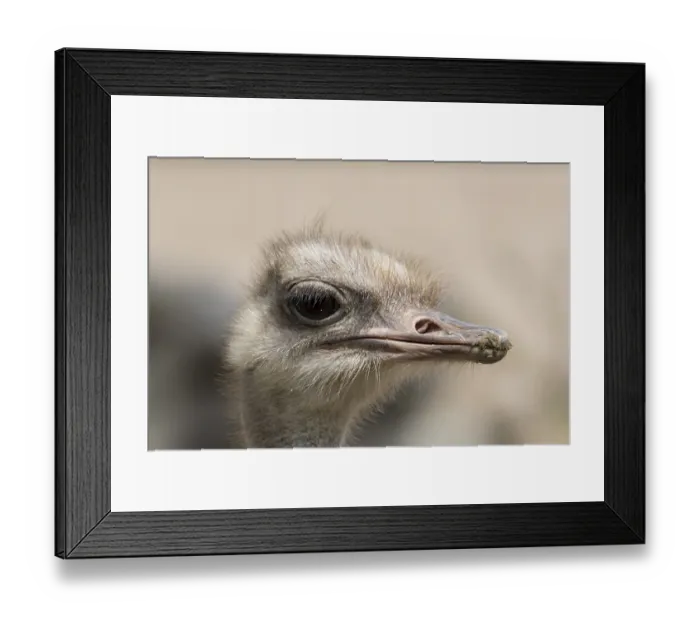 Framed Print : South African ostrich (Struthio camelus australis)