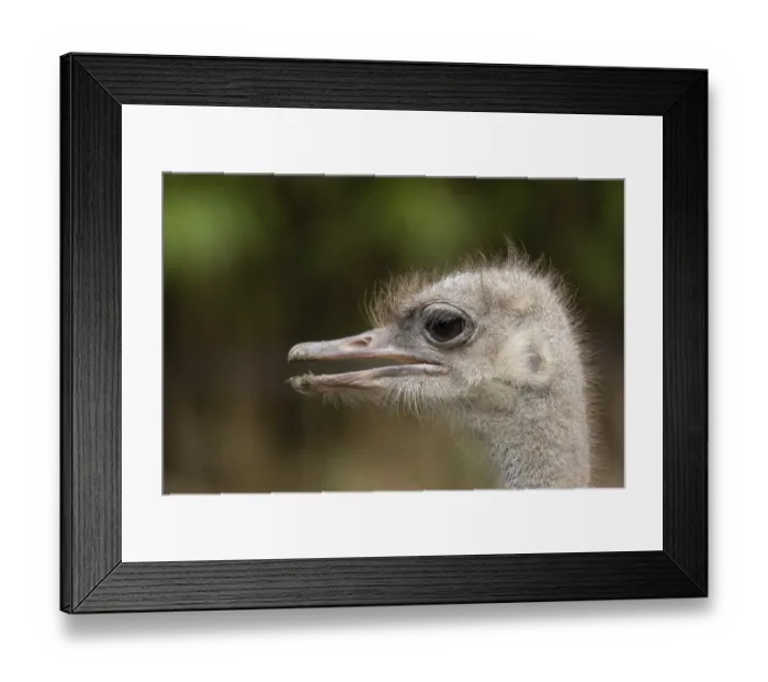 Framed Print : South African ostrich (Struthio camelus australis)