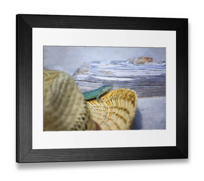 Framed Print : Formentera lizard Podarcis pityusensis formenterae in a tourist beach hat