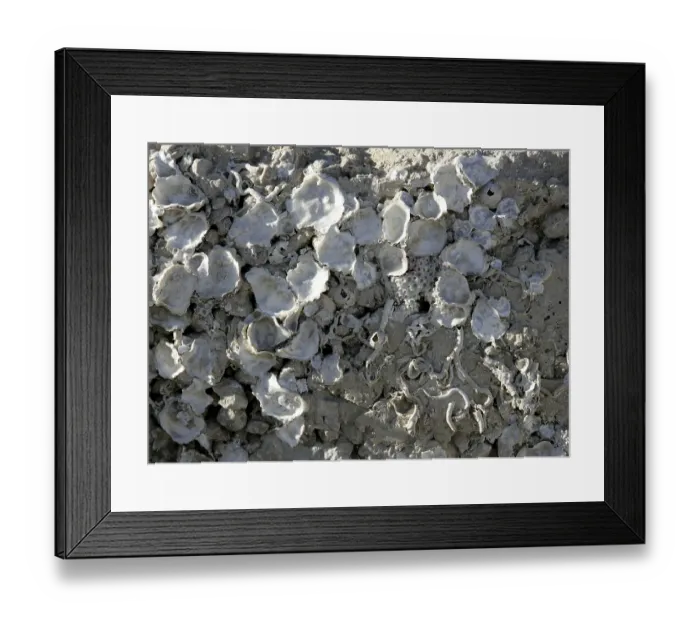 Framed Print : Marine rock texture detail on docks, barnacle