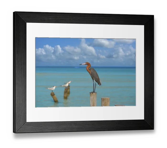 Framed Print : Egretta rufescens or Reddish Egret heron bird in Caribbean sea Framed Print : Egretta rufescens or Reddish Egret heron bird in Caribbean sea