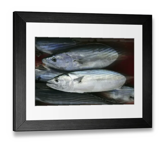 Framed Print : Bonito, skipjack tuna, Sarda Sarda on bloody water