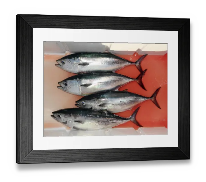 Framed Print : Bloody bluefin four tuna fish Thunnus thynnus catch row