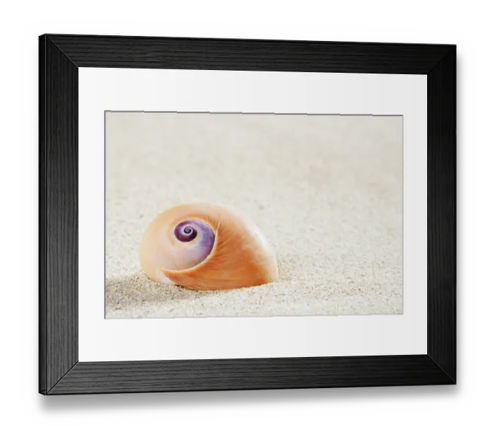 Framed Print : Beach sea snail macro in tropical white sand like tropical summer vacation Framed Print : Beach sea snail macro in tropical white sand like tropical summer vacation