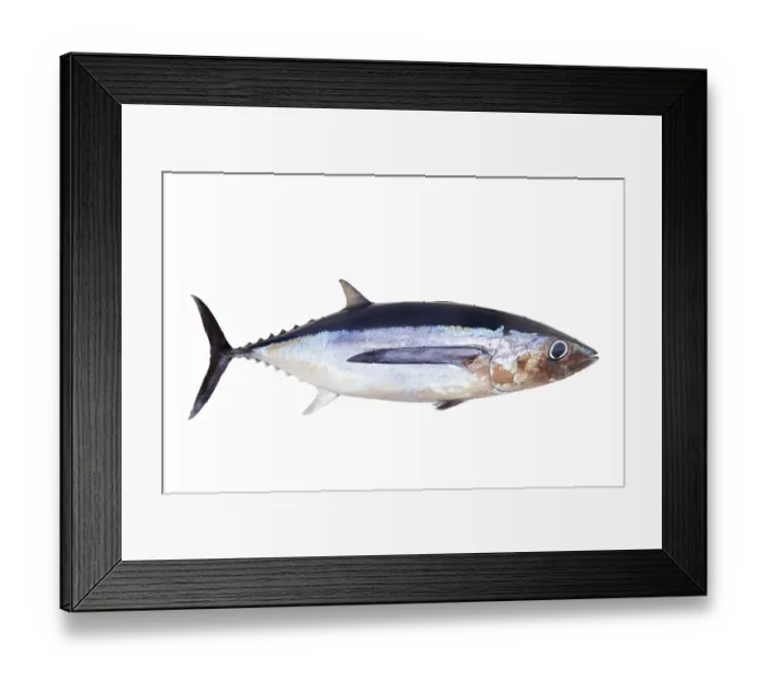 Framed Print : Albacore tuna fish Thunnus Alalunga isolated on white Framed Print : Albacore tuna fish Thunnus Alalunga isolated on white