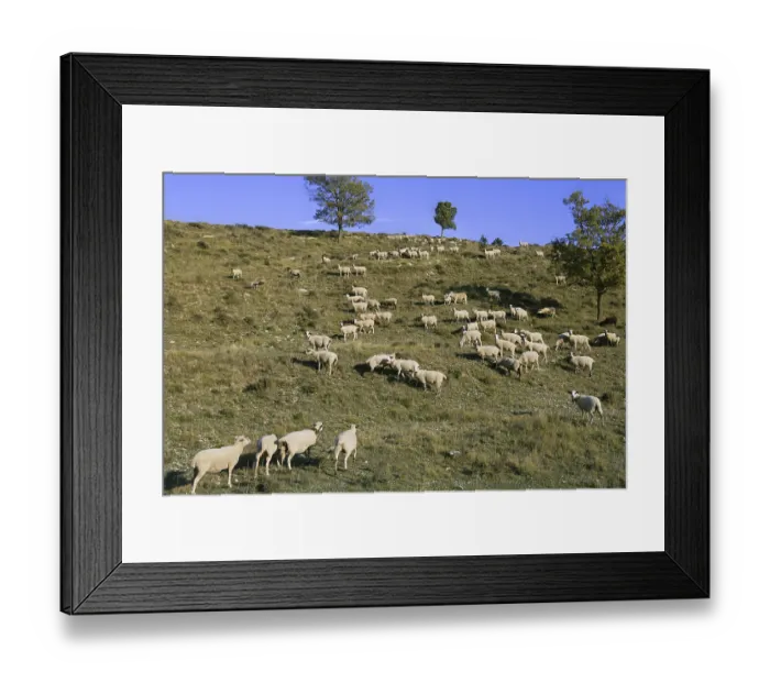 Framed Print : Flock of sheep in mountain side in a sunny day Framed Print : Flock of sheep in mountain side in a sunny day