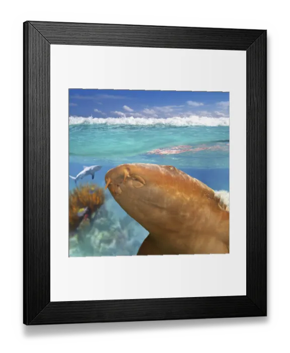 Framed Print : Nurse shark gata nodriza Ginglymostoma cirratum in Caribbean reef