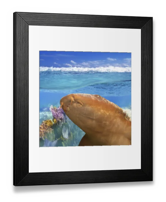 Framed Print : Nurse shark gata nodriza Ginglymostoma cirratum in Caribbean reef