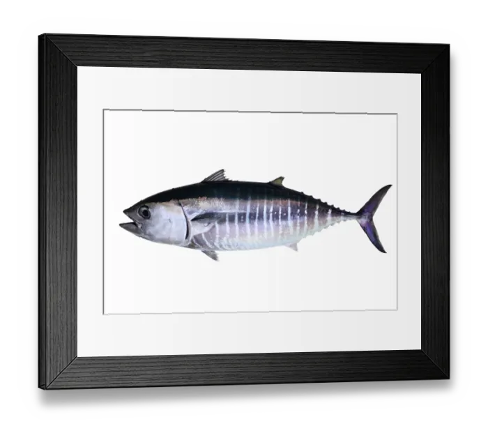 Framed Print : Bluefin tuna isolated on white background real fish Thunnus thynnus