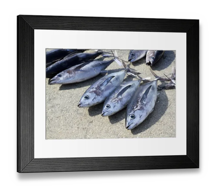 Framed Print : Albacore tuna fish Thunnus Alalunga catch in fishing tourney Framed Print : Albacore tuna fish Thunnus Alalunga catch in fishing tourney