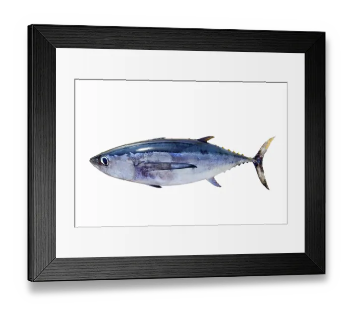 Framed Print : Albacore tuna Thunnus alalunga fish isolated on white