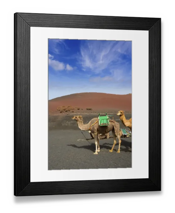Framed Print : Camel in Lanzarote in timanfaya fire mountains at Canary Islands Framed Print : Camel in Lanzarote in timanfaya fire mountains at Canary Islands