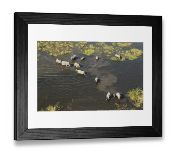 Framed Print : African Elephants (Loxodonta africana)