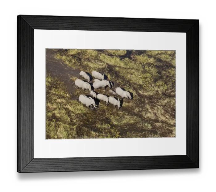 Framed Print : African Elephants (Loxodonta africana) Framed Print : African Elephants (Loxodonta africana)