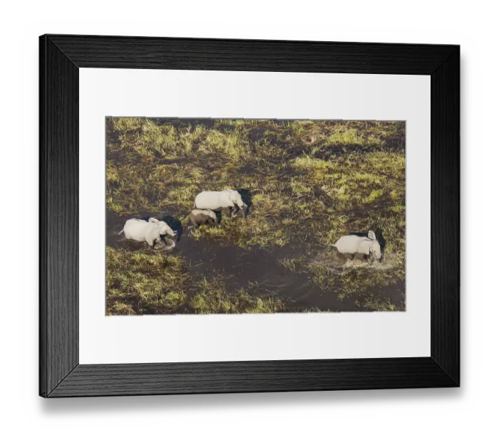 Framed Print : African Elephants (Loxodonta africana)