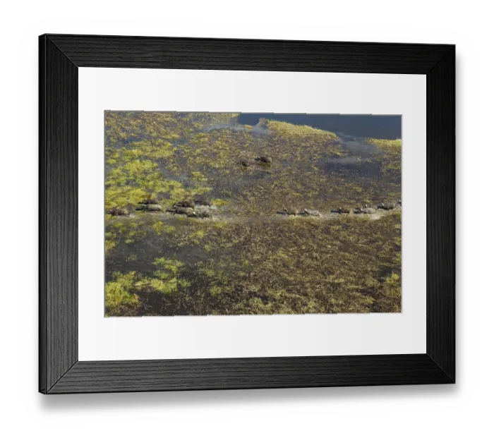 Framed Print : Cape Buffaloes (Syncerus caffer caffer) Framed Print : Cape Buffaloes (Syncerus caffer caffer)