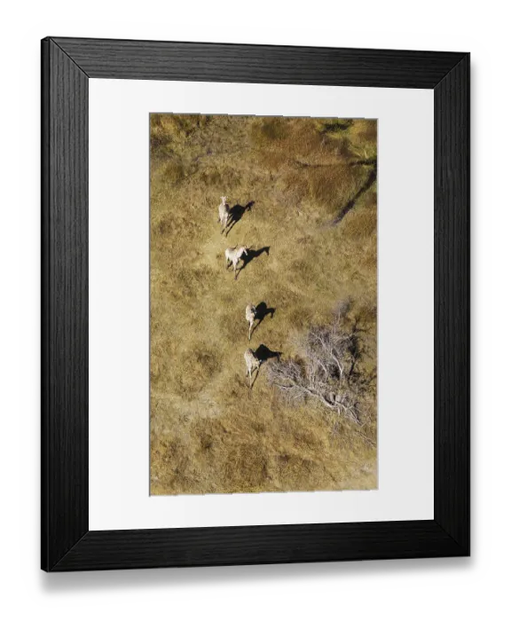 Framed Print : South African Giraffes (Giraffa camelopardalis giraffa)