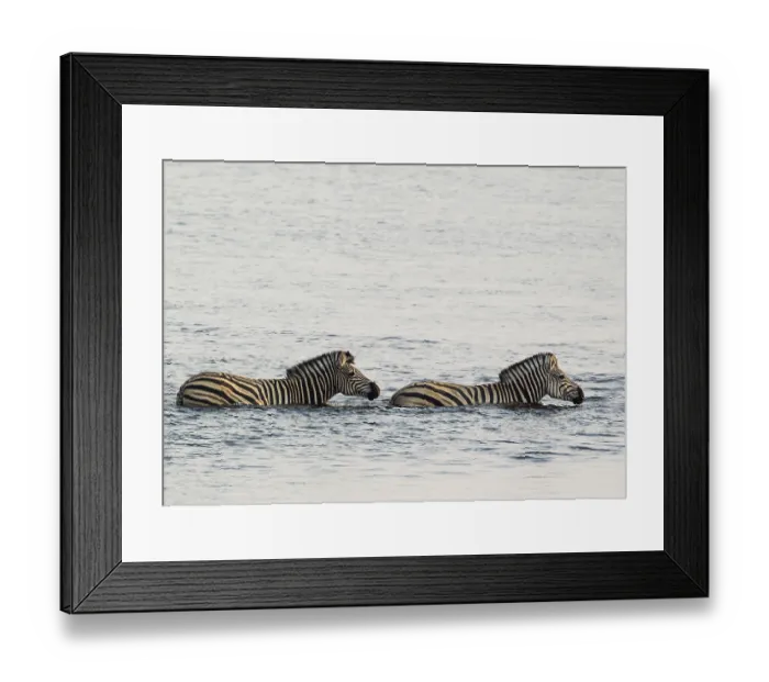 Framed Print : Burchell's Zebra (Equus quagga burchelli) in the water Framed Print : Burchell's Zebra (Equus quagga burchelli) in the water