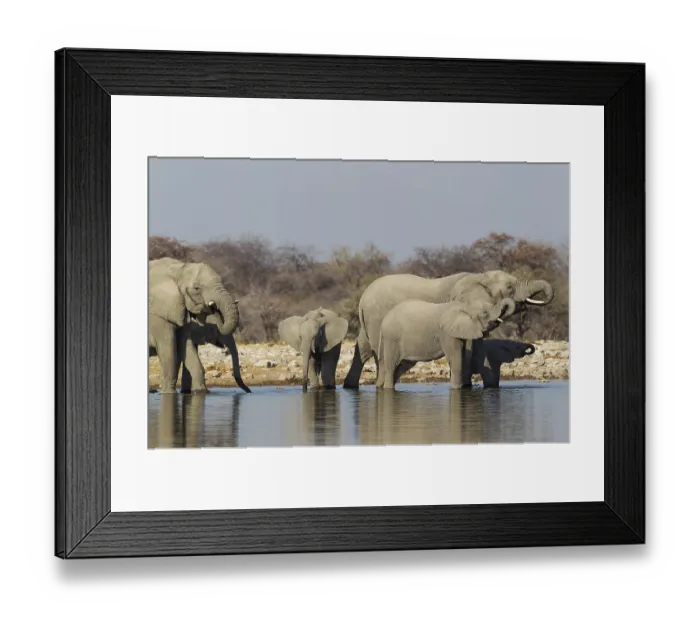 Framed Print : African elephant (Loxodonta africana)
