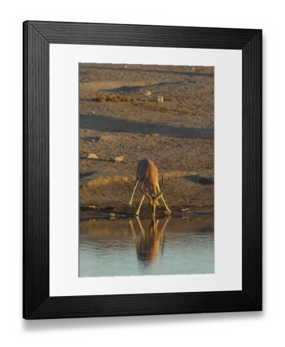 Framed Print : Black-Faced Impala (Aepyceros melampus petersi)