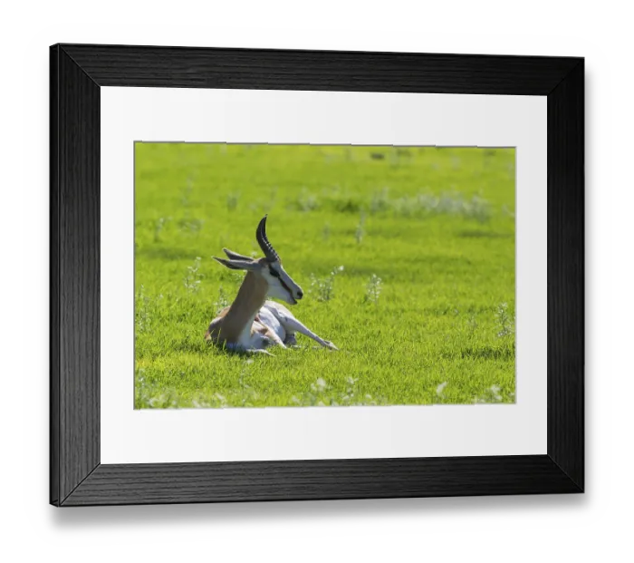 Framed Print : Springbok (Antidorcas marsupialis)
