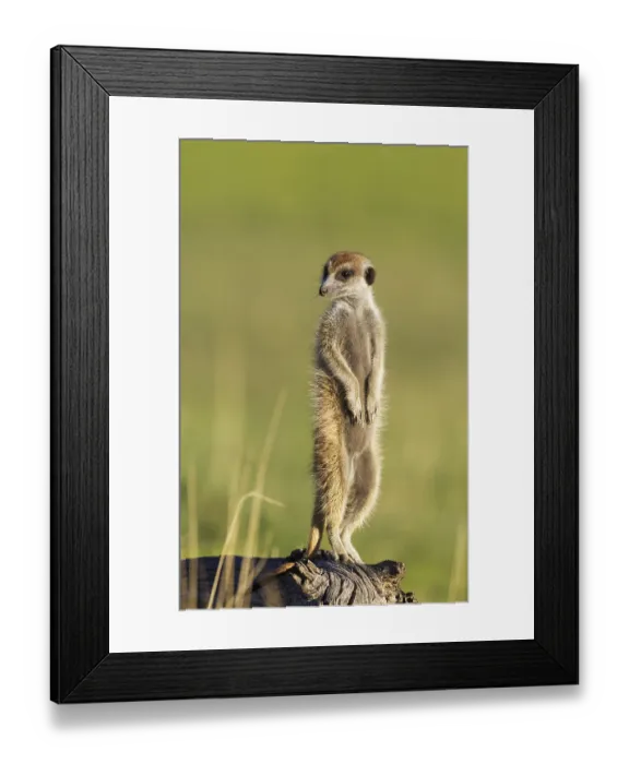 Framed Print : Suricate or meerkat (Suricata suricatta)