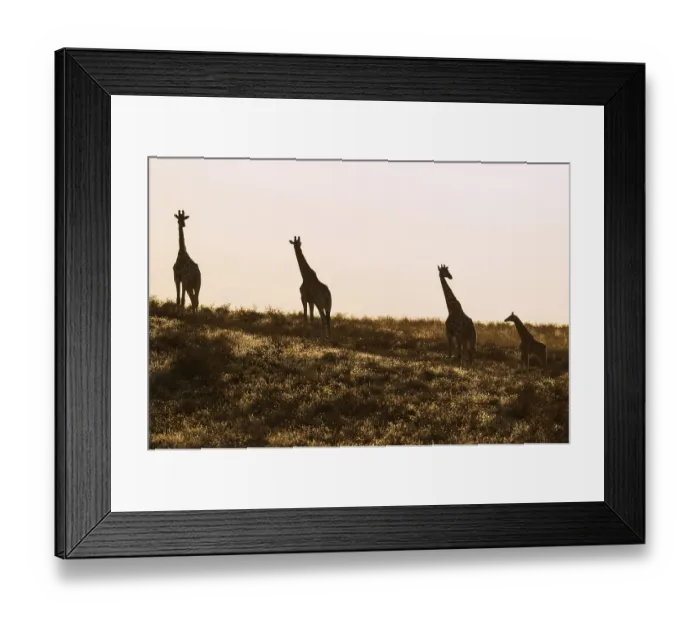 Framed Print : Southern Giraffes (Giraffa giraffa)