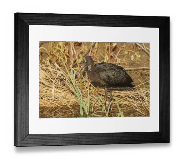 Framed Print : Glossy Ibis (Plegadis falcinellus)